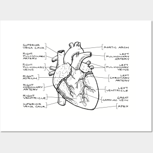 Anatomical Heart Diagram (Black Text) Posters and Art